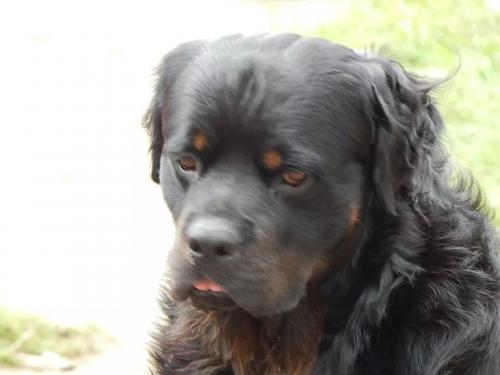 Long coat Rottie