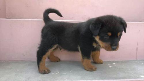 Rottie Pup