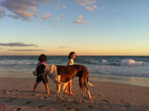 Great Dane on the Beach