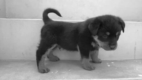 Rottie Pup in BW